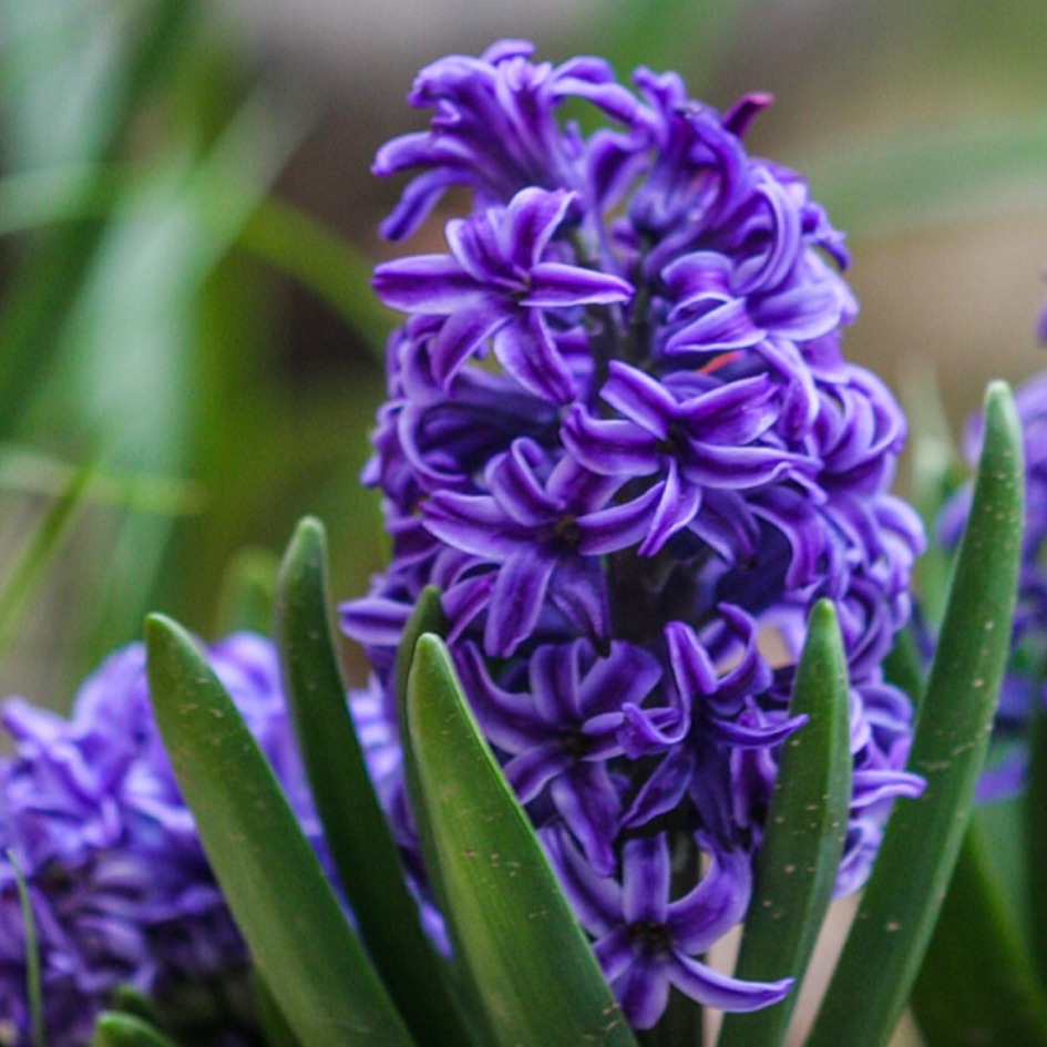 HYACINTH