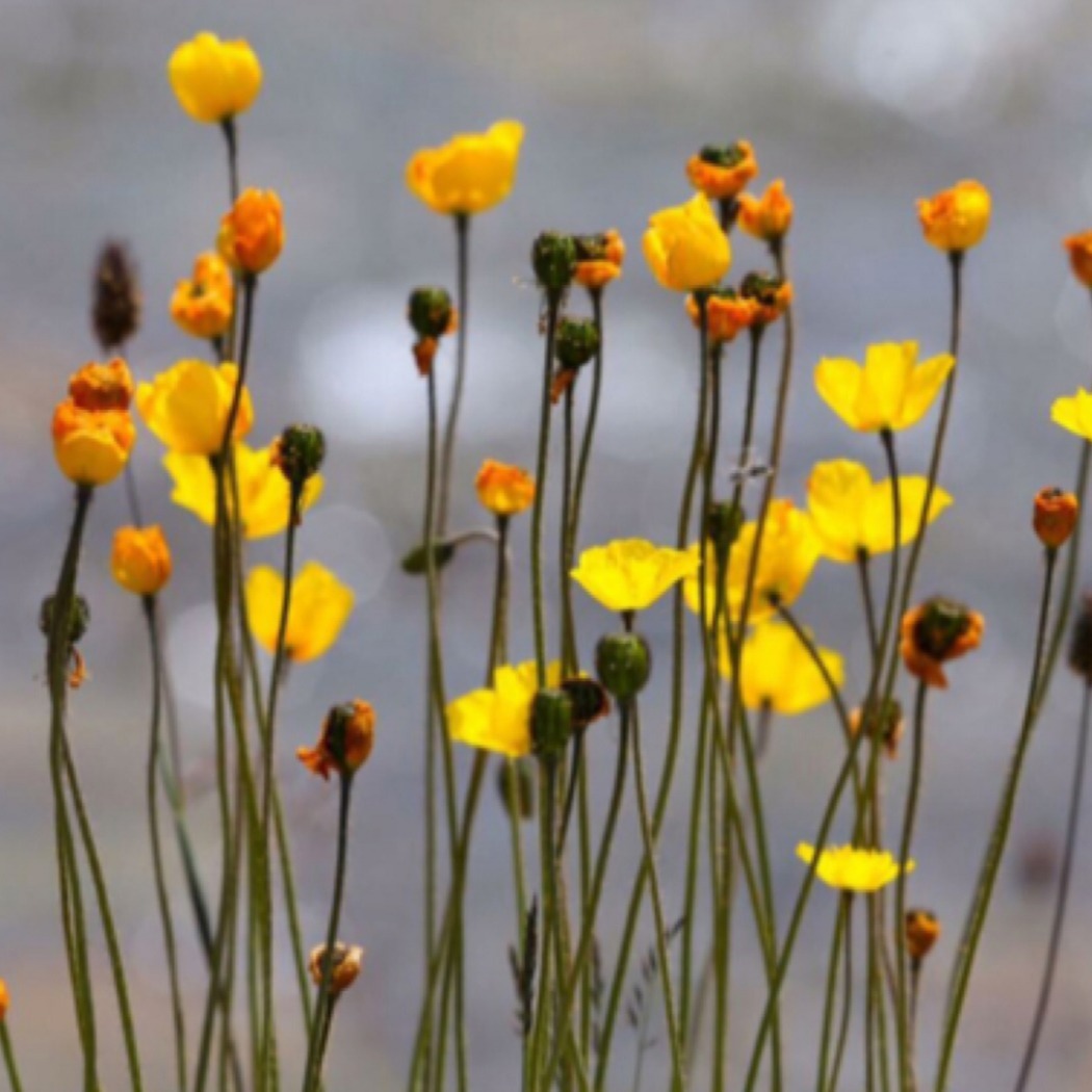 DEOSAI POPPIES