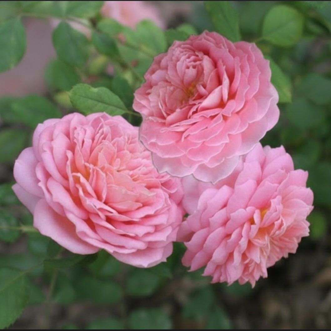JUBILEE CELBRATION